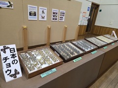 日本のチョウ