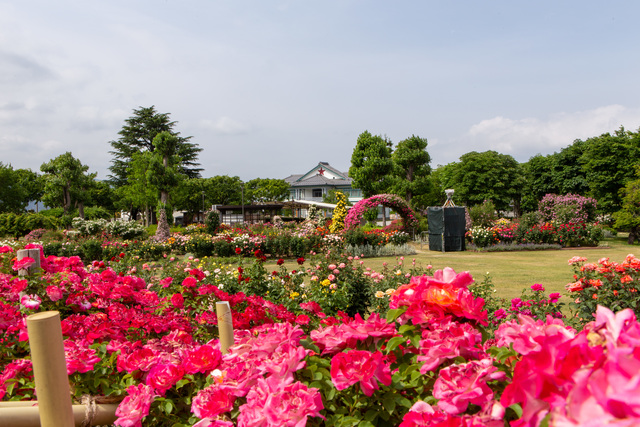 一本木公園のバラ