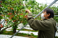 サクランボを収穫する永沢さんの写真