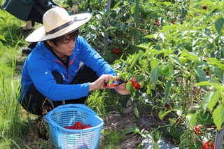 ぼたんこしょうを収穫する中野市食の大使 杉浦太陽さんの写真