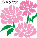 市の花「シャクヤク」 市の花「シャクヤク」