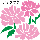 市の花「シャクヤク」