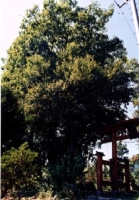 高井大富神社のエノキの写真
