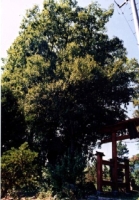写真：高井大富神社のエノキ