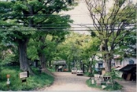 小内八幡神社社叢の写真