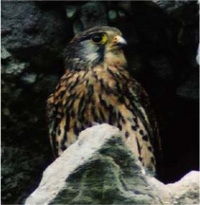 メス成鳥 メス成鳥