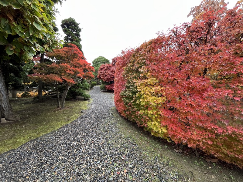 写真：紅葉の園路
