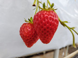 いちごの写真
