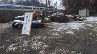 伐採木１