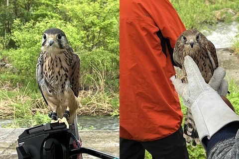 チョウゲンボウ2個体