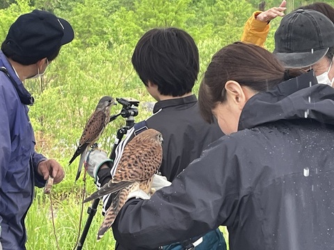 手乗りチョウゲンボウ