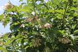 植物7月カラコギカエデの画像です