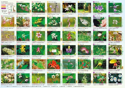 北信濃ふるさとの森文化公園花ガイド裏面の画像です