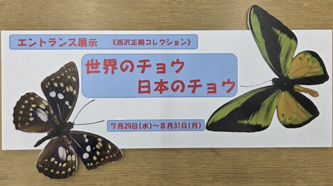 世界のチョウ・日本のチョウ 世界のチョウ・日本のチョウ
