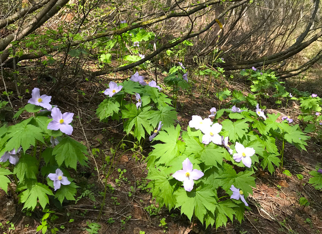 写真：シラネアオイ