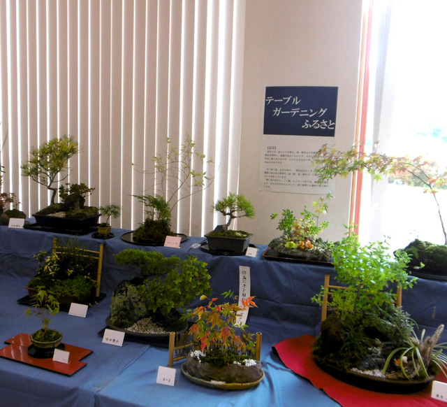 写真：作品展の盆景