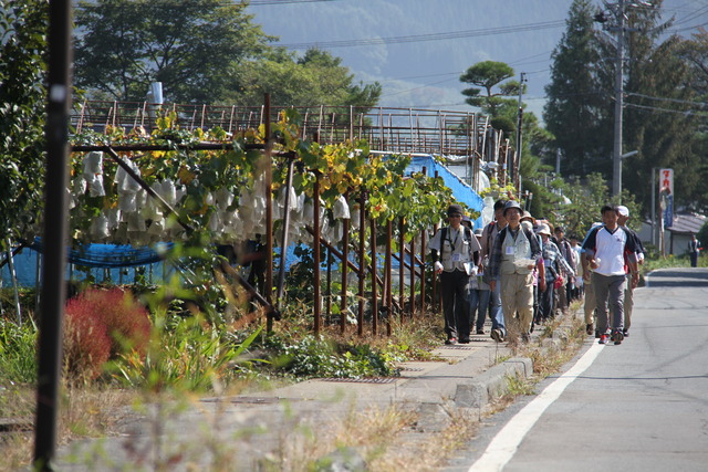 H26_10_11_なかの巡りＥＹＥウォーク_果樹園散策とぶどう狩りコース