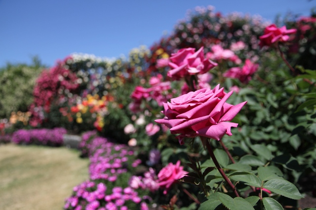 2015信州なかのバラまつり開幕 2015信州なかのバラまつり開幕