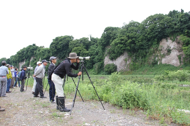 H27_06_06_チョウゲンボウ探鳥会_十三崖