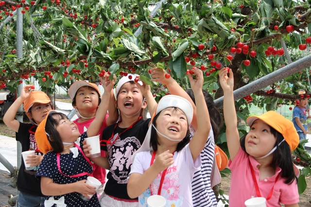 H27_06_16_サクランボ狩り_高丘保育園 H27_06_16_サクランボ狩り_高丘保育園