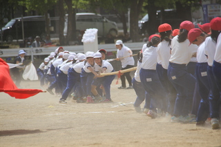 H28_06_04_小学校運動会_平岡小_綱引き