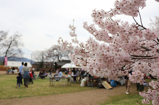 H29_04_16_桜_高梨さくら祭り_高梨館跡公園