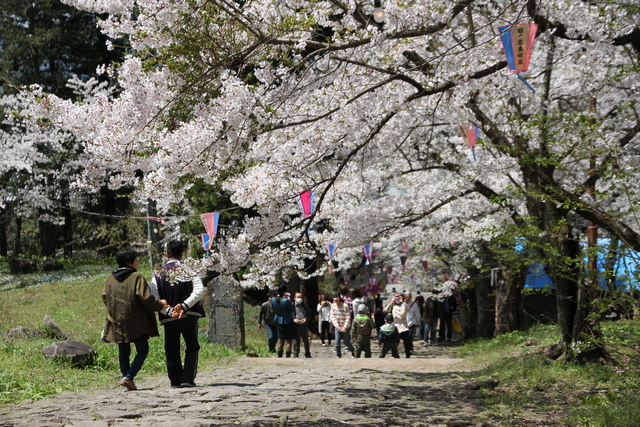 H29_04_23_桜_東山公園
