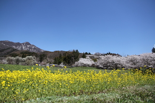 H29_04_23_桜_菜の花_谷厳寺