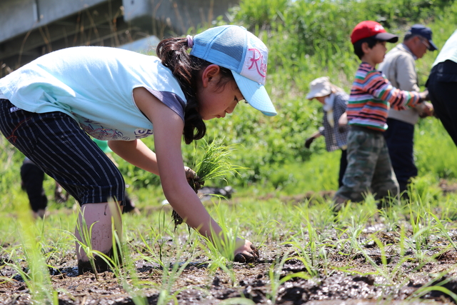 H29_05_20_あるある探検隊_田植え