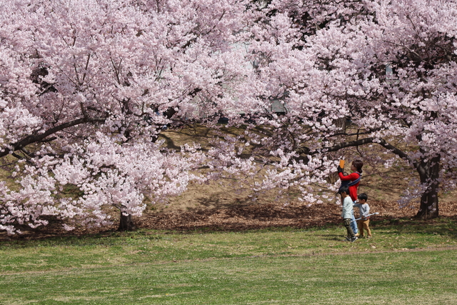 高梨館跡の桜