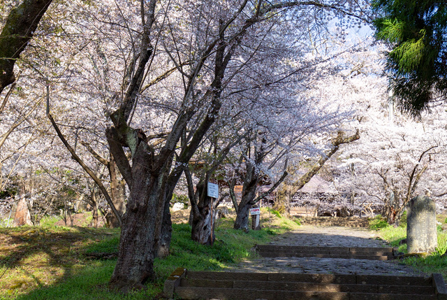 市内の桜