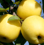 シナノゴールド