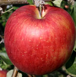 シナノスイート