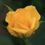 開花した淡いオレンジ色のバラの写真