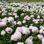 淡いピンク色の花が咲いたシャクヤク畑の写真