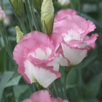 ピンクの縁取りの花を咲かせるトルコギキョウの写真