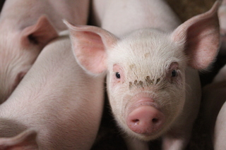 神農素の養豚舎の子豚の写真
