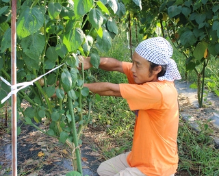 やさいの手入れをするFarm GOGAKUさんの写真