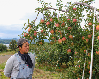 りんごを眺める江本さんの写真