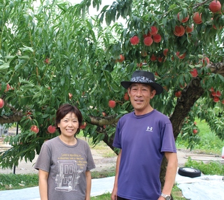 収穫期を迎えたモモの木の下で笑顔の町田一号農園さんの写真