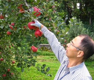 収穫期を迎えたりんごの様子を見る丸久果樹園さんの写真